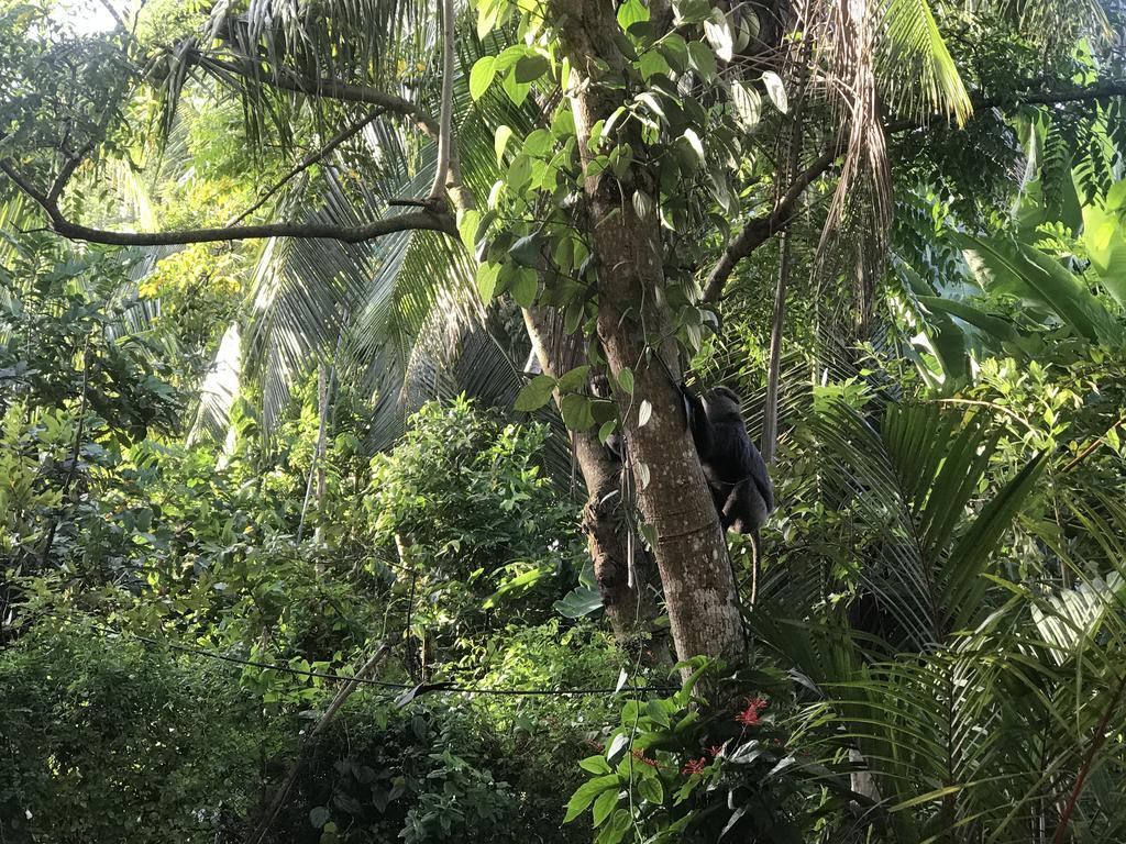 Mount Nature Villa Hikkaduwa Ngoại thất bức ảnh