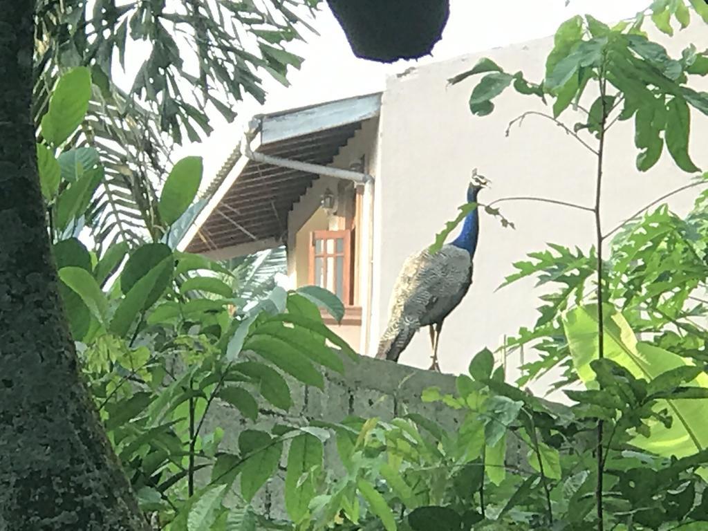 Mount Nature Villa Hikkaduwa Phòng bức ảnh