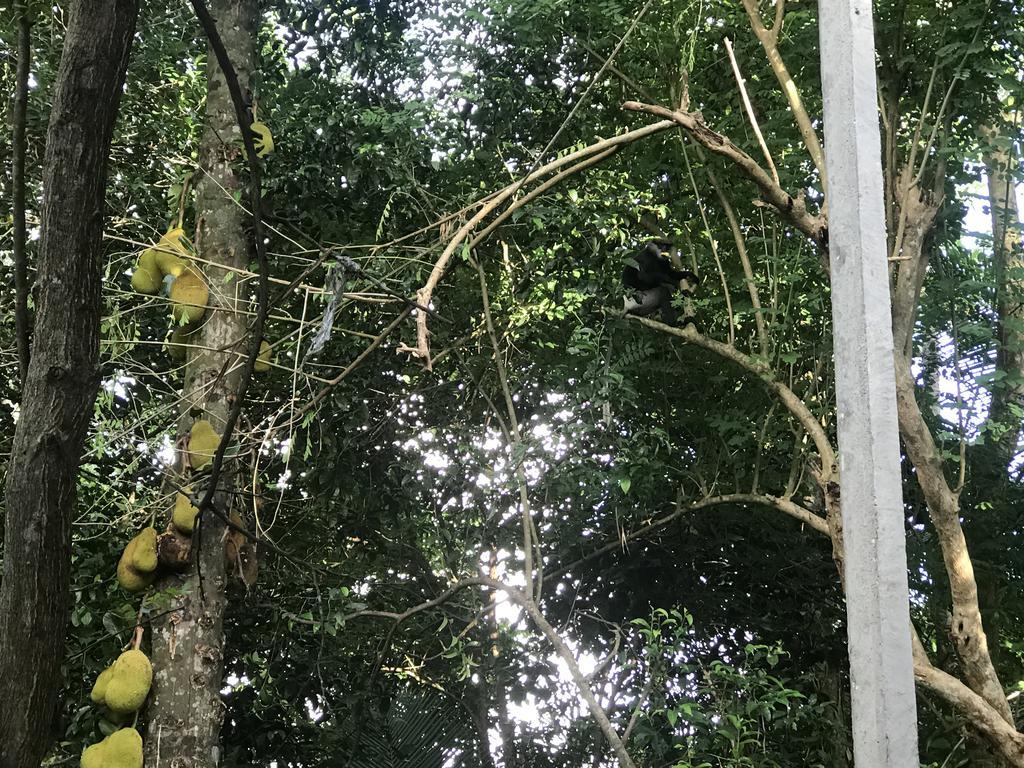 Mount Nature Villa Hikkaduwa Phòng bức ảnh